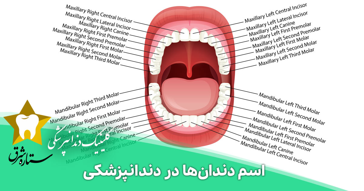 اسم دندان‌ها در دندانپزشکی